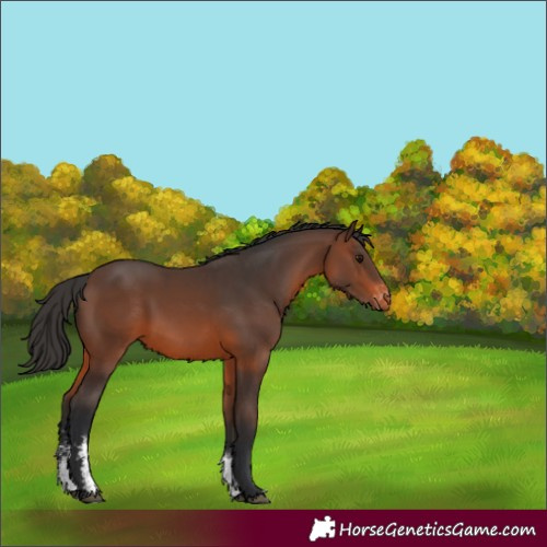 Horse Color:Brown Sabino Varnish 