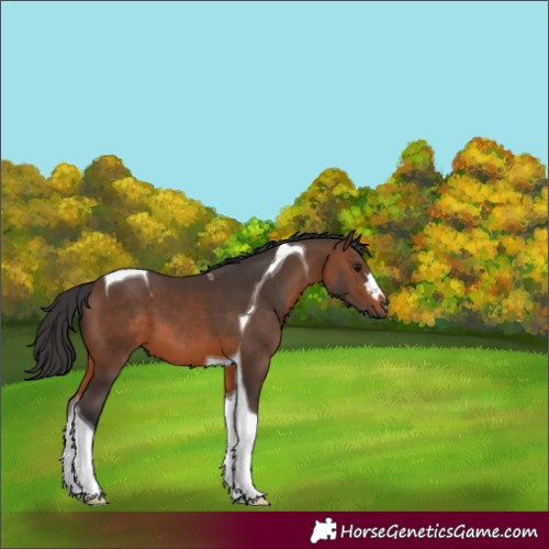 Horse Color:Brown Tobiano 