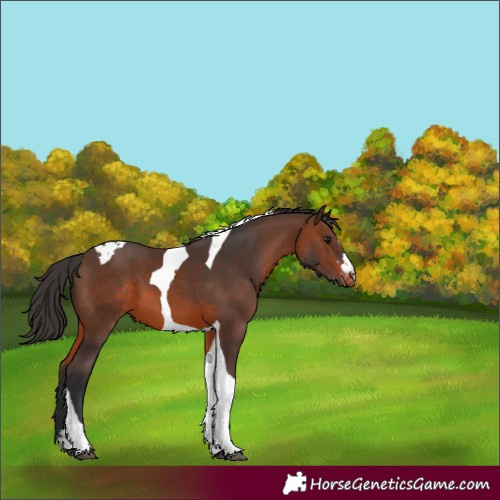 Horse Color:Brown Tobiano Varnish 