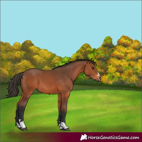 Horse Color:Bay 