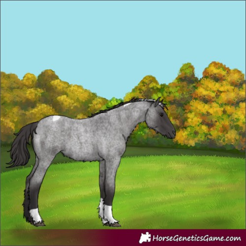 Horse Color:Smoky Blue Roan Tobiano 