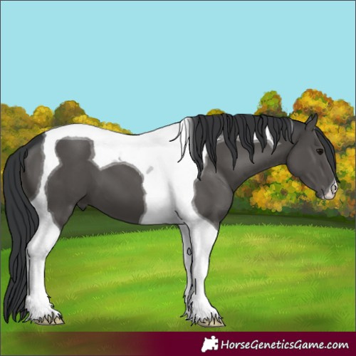 Horse Color:Black Tobiano 