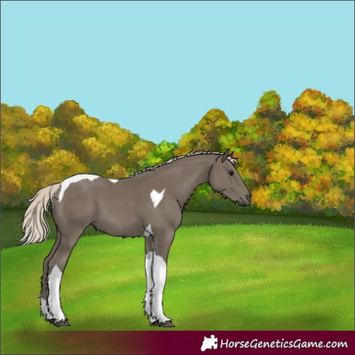 Horse Color:Silver Smoky Black Tobiano 
