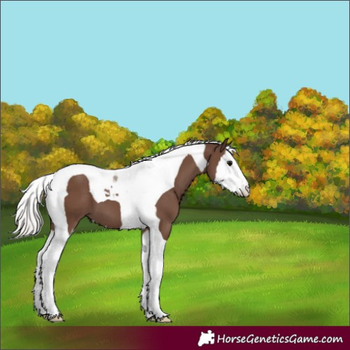 Horse Color:Silver Black Splash Tobiano 