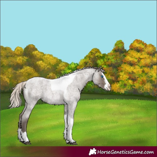 Horse Color:Silver Blue Roan Splash Tobiano 