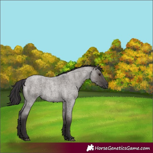 Horse Color:Smoky Grullo Roan 