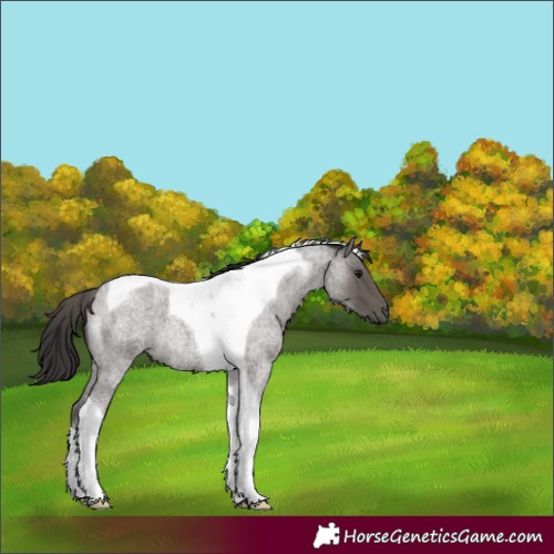 Horse Color:Smoky Blue Roan Tobiano 