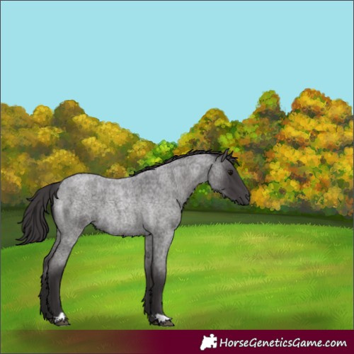 Horse Color:Smoky Blue Roan 