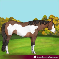 Horse Color:Bay Frame Rabicano