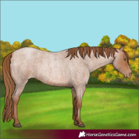 Horse Color:Brown Roan Pearl
