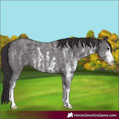 Horse Color:Smoky Black Sabino