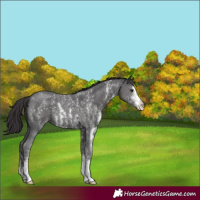 Horse Color:Smoky Black Sabino