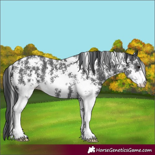 Horse Color:Black Sabino Rabicano