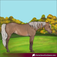 Horse Color:Silver Brown Dun 