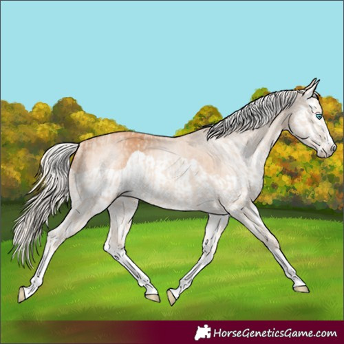 Horse Color:Cremello Splash and Gray Cremello Splash