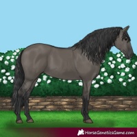 Horse Color:Grullo Rabicano 