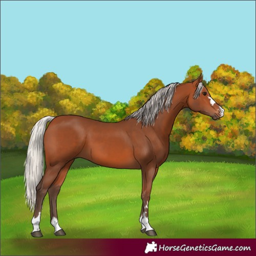 Horse Color:Silver Bay