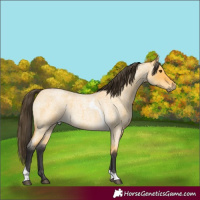 Horse Color:Buckskin Roan Dun Tobiano