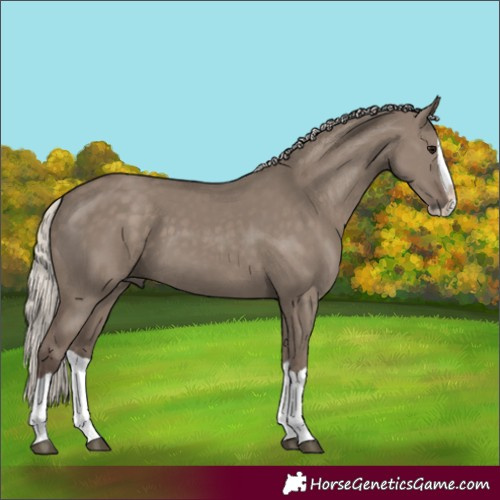 Horse Color:Silver Grullo Splash