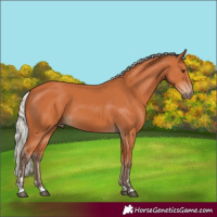 Horse Color:Silver Bay 
