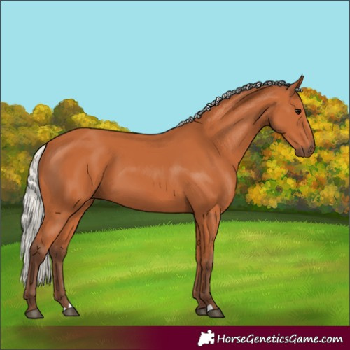 Horse Color:Silver Bay 