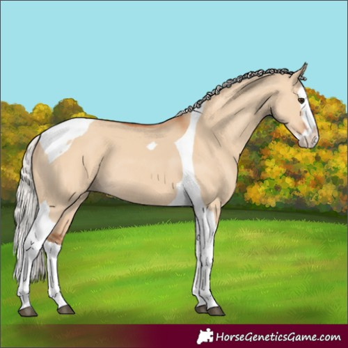 Horse Color:Silver Bay Dun Splash Tobiano