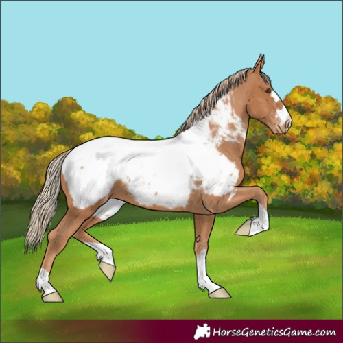 Horse Color:Chestnut Appaloosa