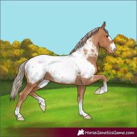 Horse Color:Chestnut Appaloosa 