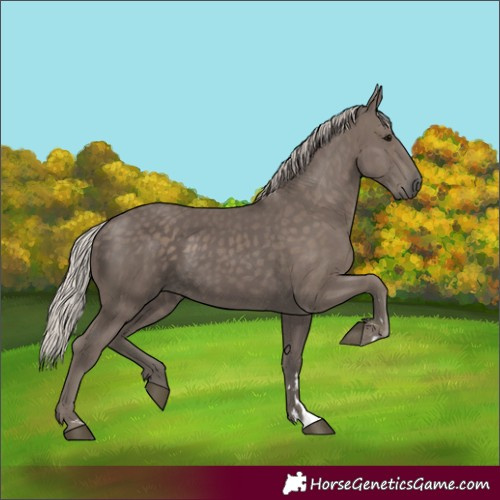 Horse Color:Silver Black