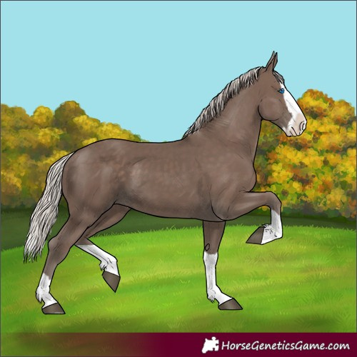 Horse Color:Silver Black Splash