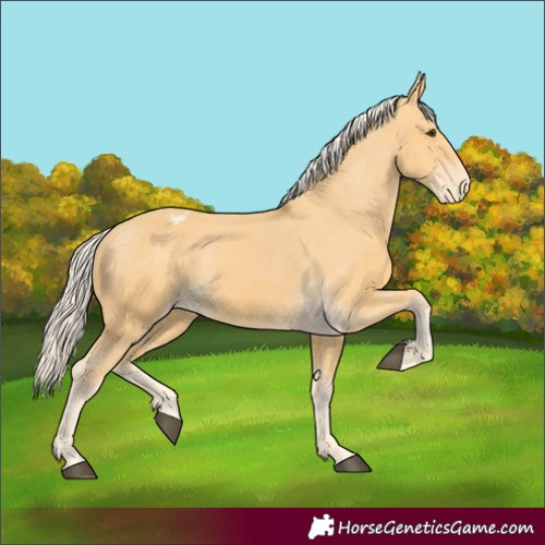 Horse Color:Palomino Appaloosa 