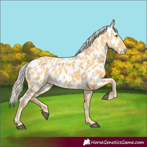 Horse Color:Palomino Appaloosa