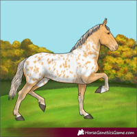 Horse Color:Palomino Appaloosa