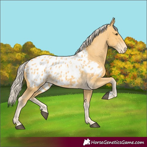 Horse Color:Palomino Appaloosa