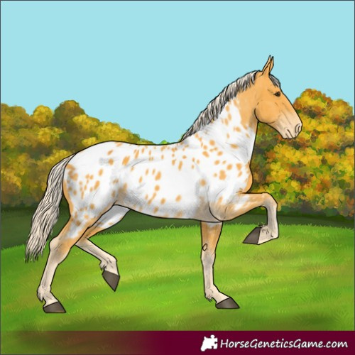 Horse Color:Palomino Appaloosa
