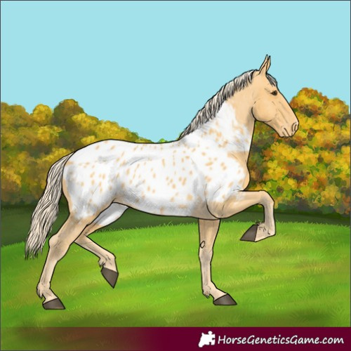 Horse Color:Palomino Appaloosa