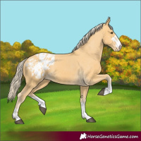 Horse Color:Palomino Varnish 