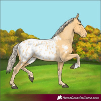 Horse Color:Palomino Appaloosa 
