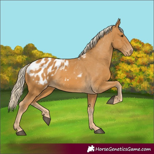 Horse Color:Palomino Appaloosa 