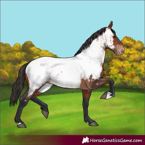 Horse Color:Bay Appaloosa