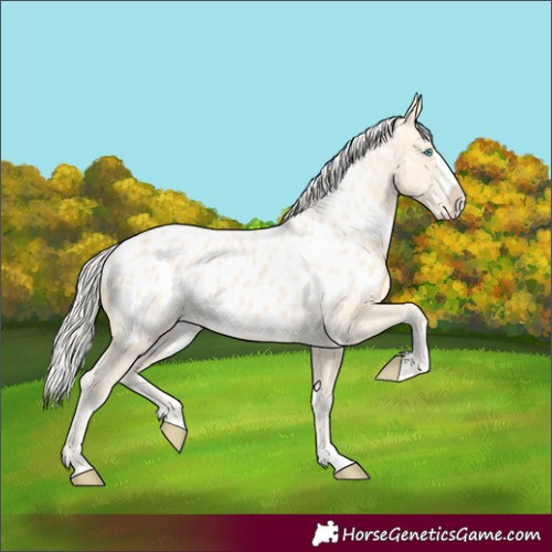 Horse Color:Cremello Splash Appaloosa