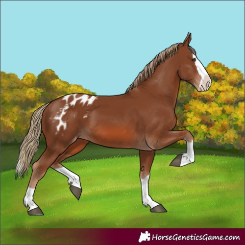 Horse Color:Chestnut Splash Appaloosa