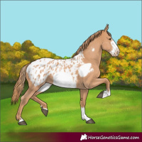 Horse Color:Chestnut Frame Appaloosa