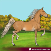 Horse Color:Palomino