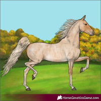Horse Color:Palomino Roan