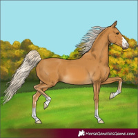 Horse Color:Palomino