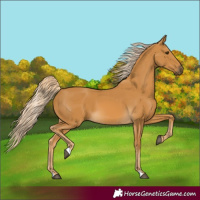Horse Color:Palomino 