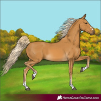 Horse Color:Palomino 