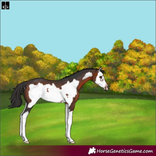 Horse Color:White Spotted Brown Splash Frame Rabicano 