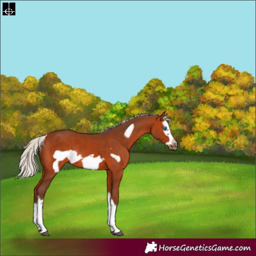 Horse Color:White Spotted Silver Bay Splash Frame Rabicano 